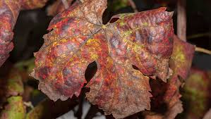 Flavescenza dorata della Vite 2026